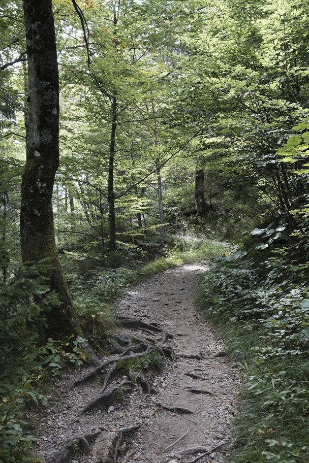 Wurzelweg hinunter zum Alpsee