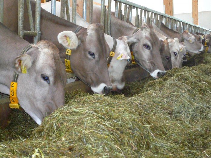 DIREKTER EINBLICK IN DIE TIERHALTUNG