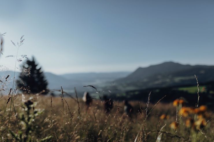 Blick auf den Grünten mit Wiese im Vordergrund