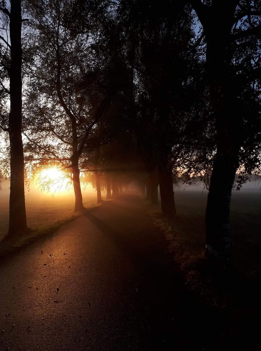 Birkenallee Sonnenaufgang