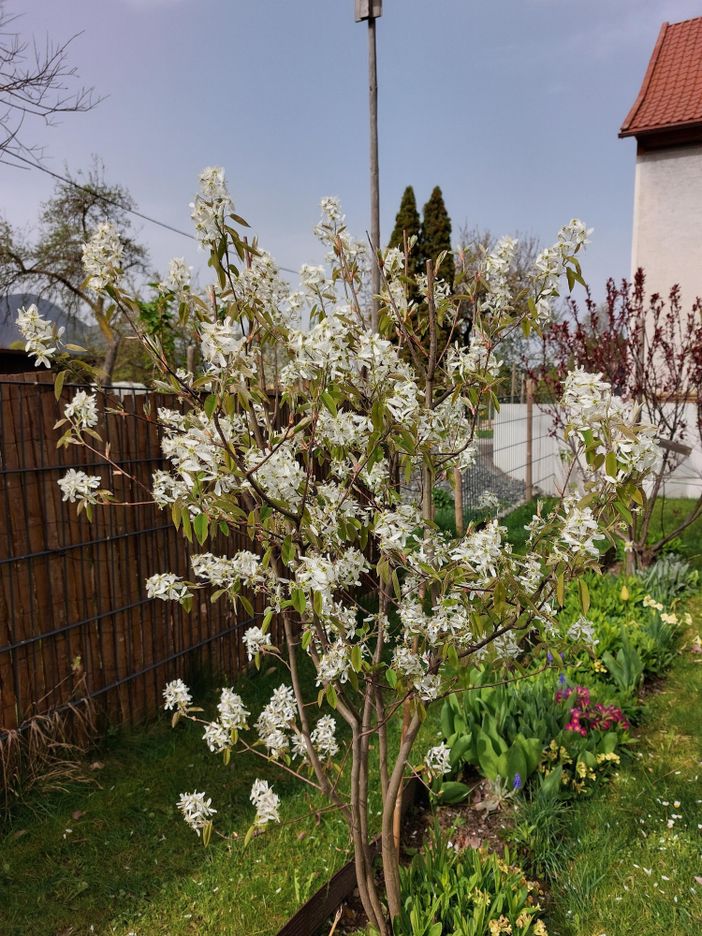 Blütenstrauch im Garten