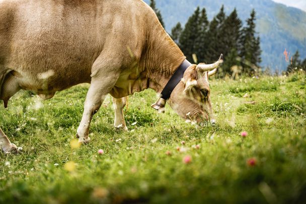 Rinder auf der Mittelalpe