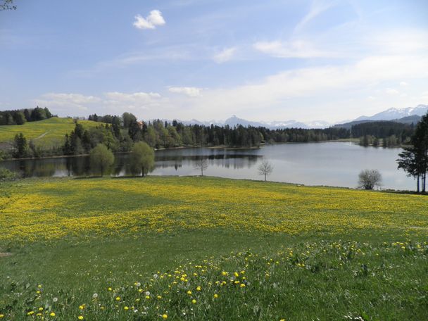 Schwaltenweiher im Frühling