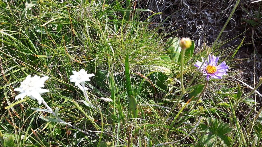 Bergblumen