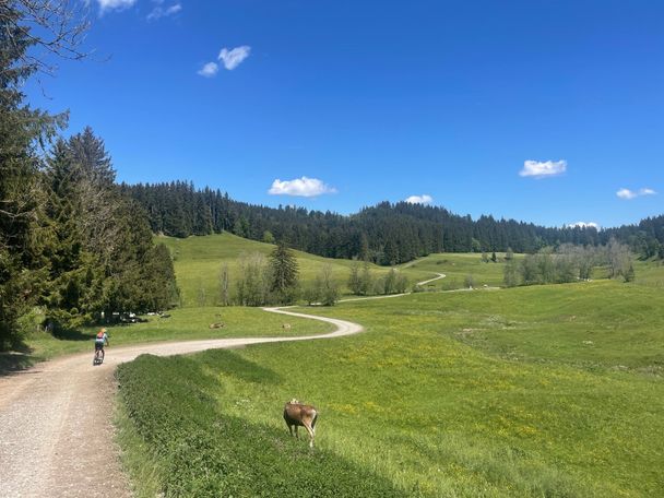 Malerischer Weg zwischen Wilhams und Weitnau