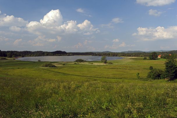 Urseen im Taufach-Fetzach-Moos bei Isny-Beuren