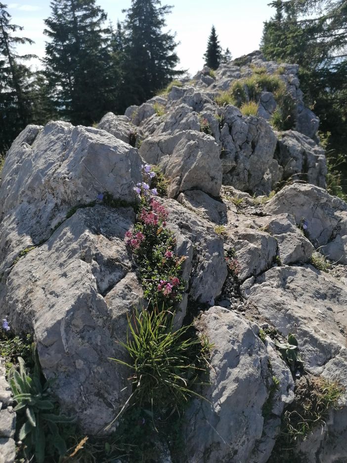 Auf der Alpspitze