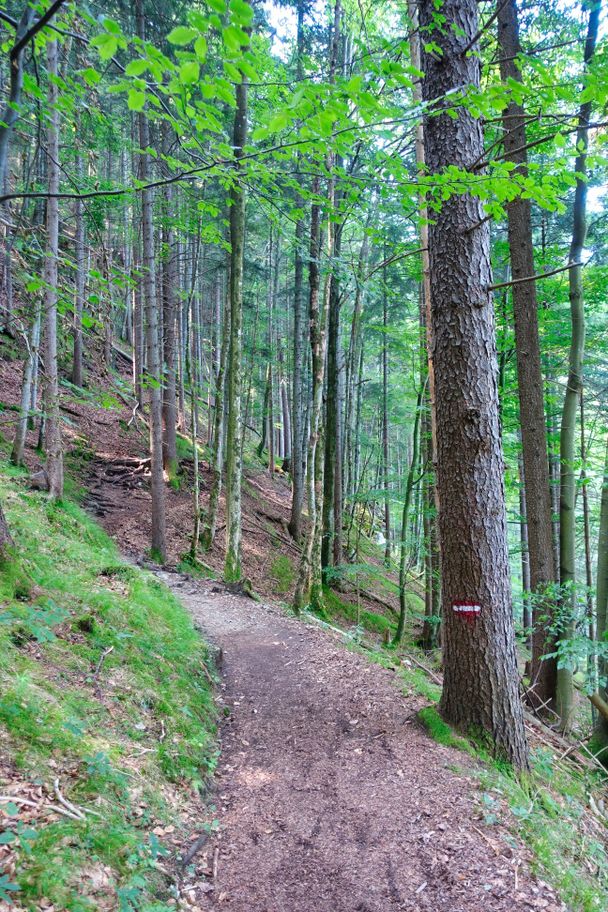 Wurzelweg zum Weißensee-Rundweg