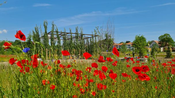 LGSWangen_ventilatorengarten_tarjapruess