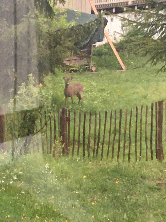 Reh am Gartenzaun