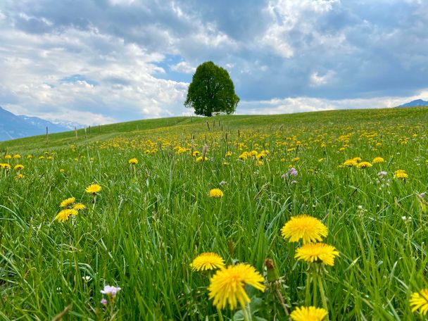 Wittelsbacher Höhe zur Löwenzahnblüte