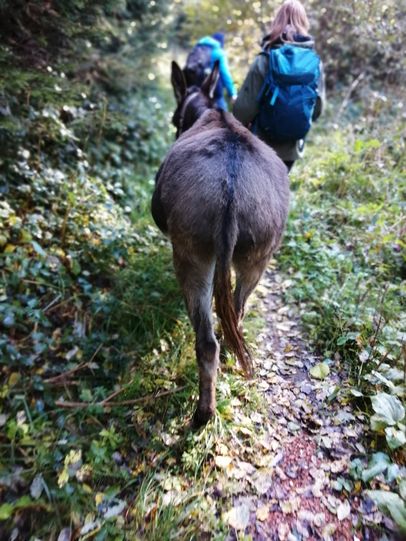 Eselwanderung_Eseltrekking Kreativschnecke Wangen @Tanja Schulze