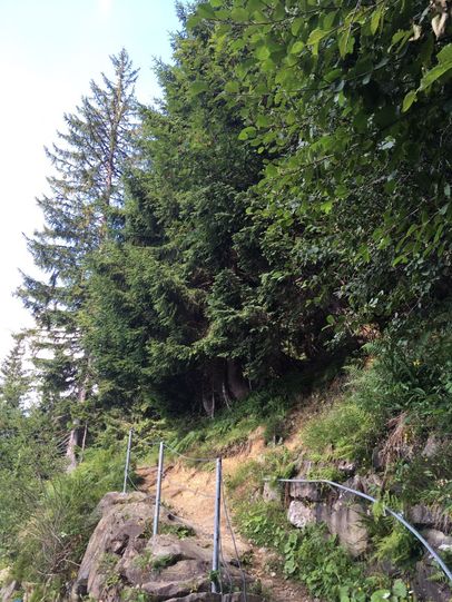 Schmaler Pfad durch den Wald Richtung Berghaus Schwaben