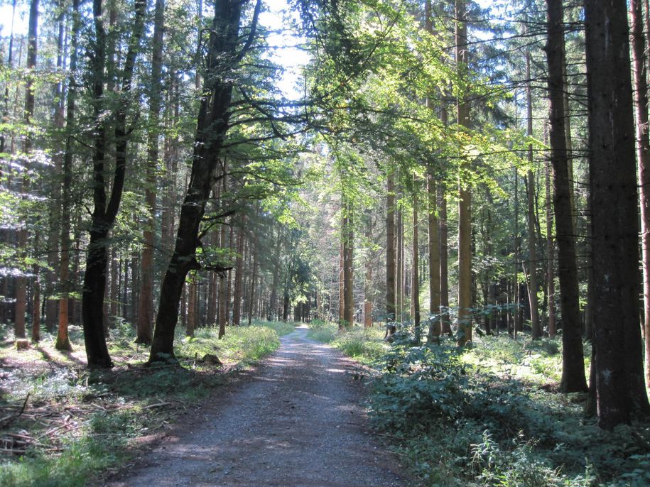 Eisenharzer Moor schöner Waldspaziergang