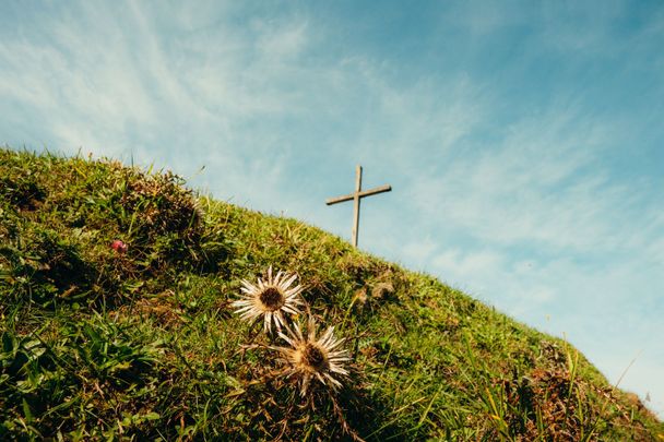 Silberdistel am Gipfelkreuz