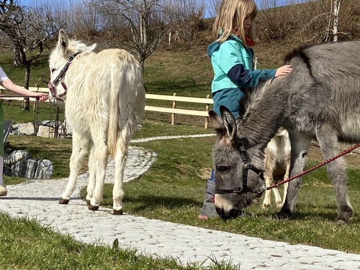 Unsere zwei Esel