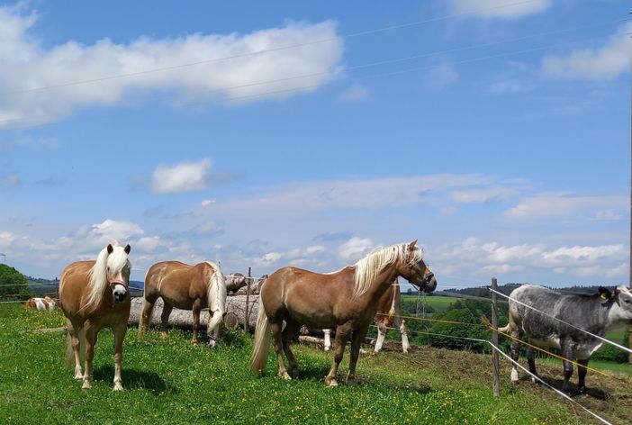 Unsere Haflinger