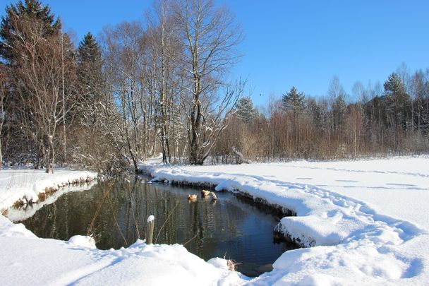 Kleiner Weiher beim Berger Moos