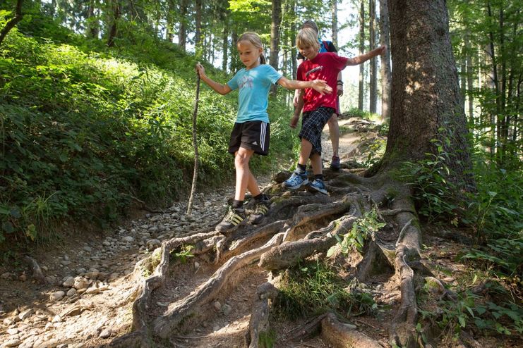 Auf dem Wurzelweg am Schwarzen Grat auf der Adelegg