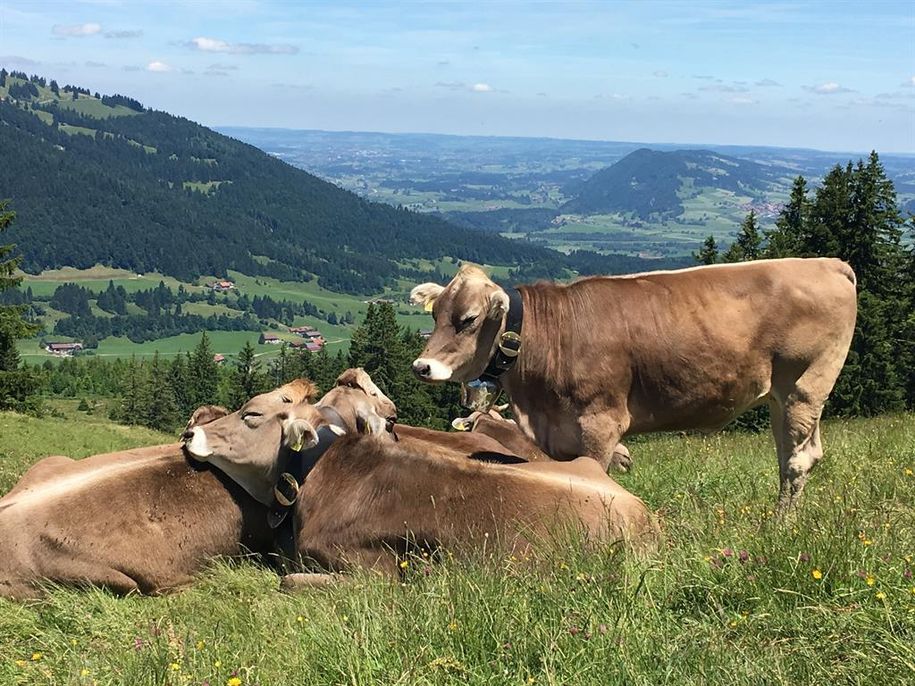 Auf der Alm IMG_7420