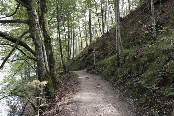 Forstweg rund um den Alpsee