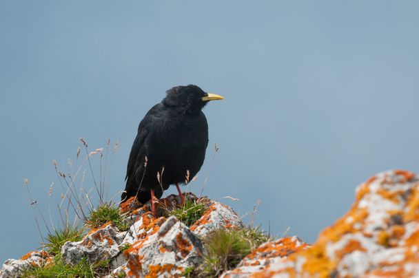 Alpendohle auf dem Aggenstein