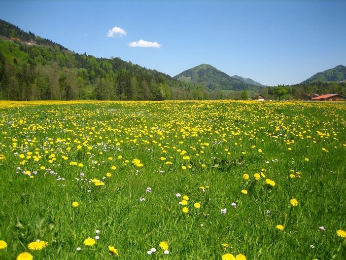 Unser Weißachtal blüht...