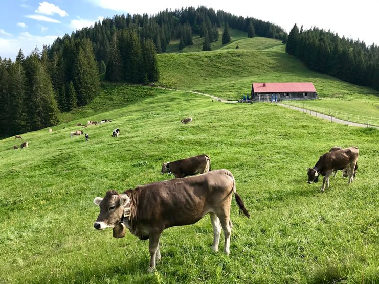 Alpe Fahnengehren am Ofterschwanger Horn