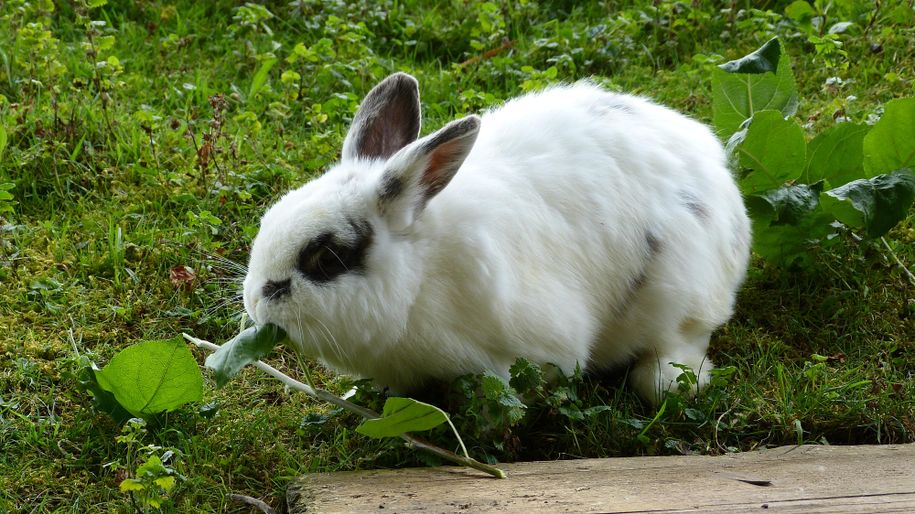 Ferienhof Endreß Hase Keks