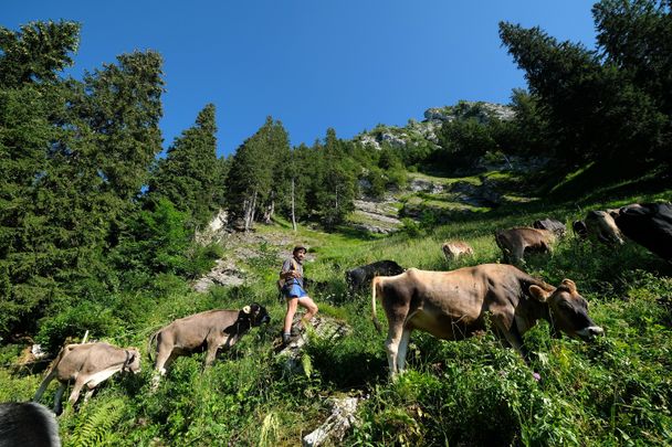 Alpe Kalkhoef