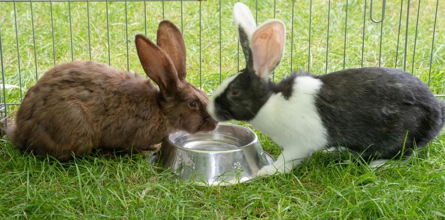 Vinja und Klara