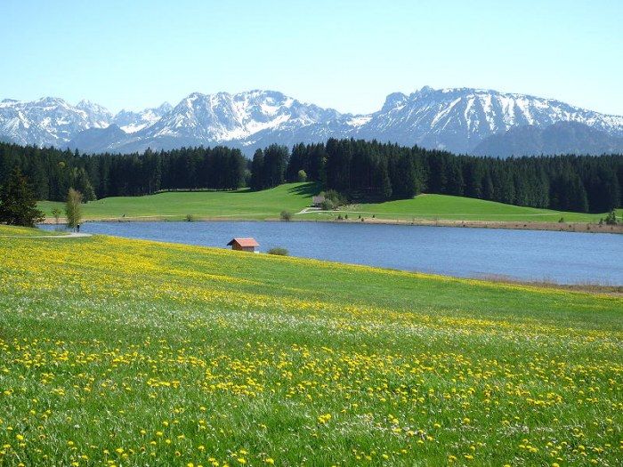 Wunderschöne Löwenzahnblüte am Attlesee