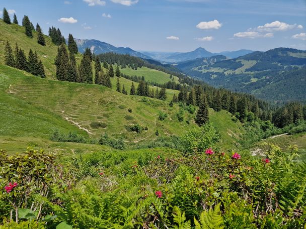 Alpenrosenblüte mit Blick Richtung Grünten