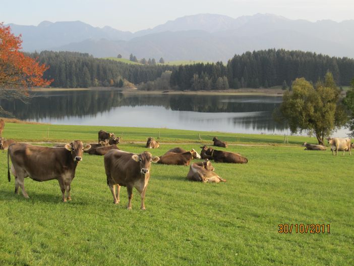 Milchproduktion im Allgäu