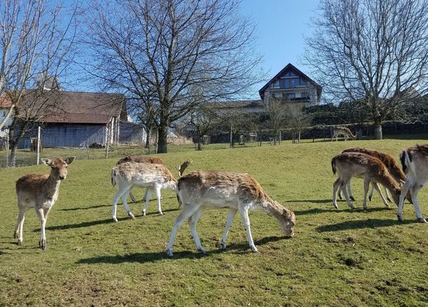 Damwild bei Primisweiler