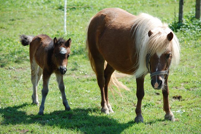 Unsere Shettland Ponys