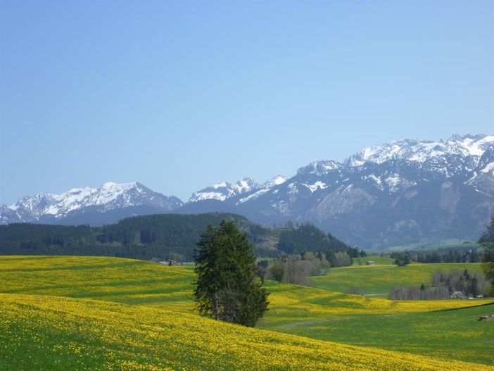 Löwenzahnwiese vor dem Haus