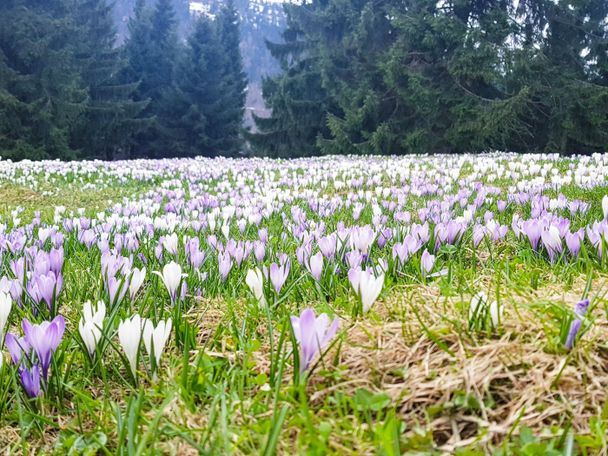 Krokusblüte