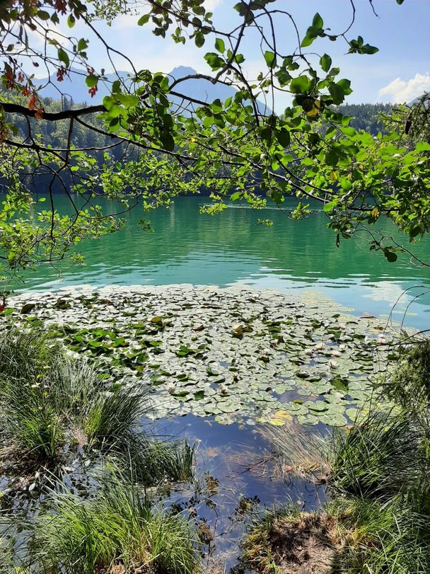 Seerosen am Alatsee