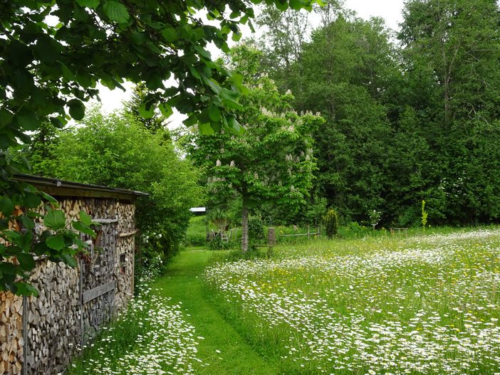 Blumenwiese.