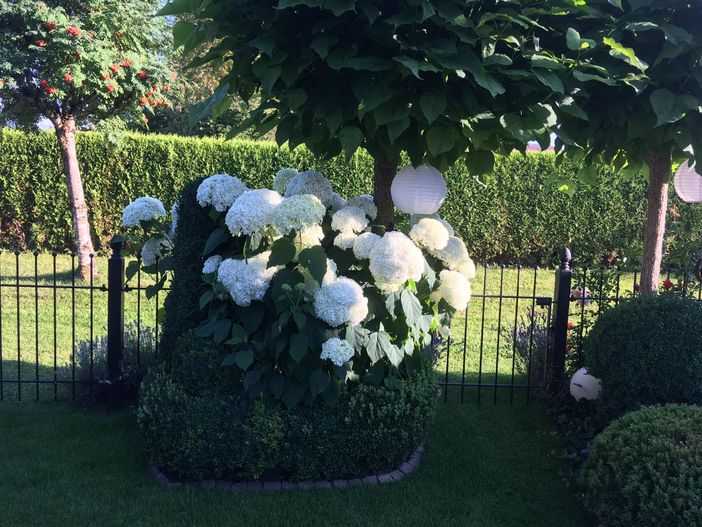 Hortensien in voller Blüte