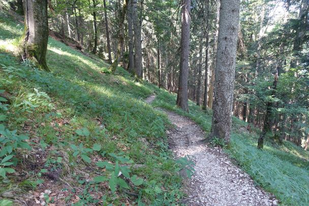 Waldweg zur Fallmühle