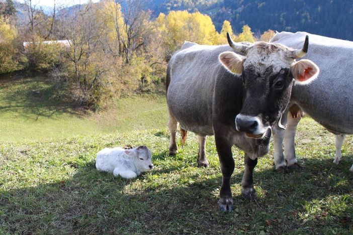 Allgäuer Kühe