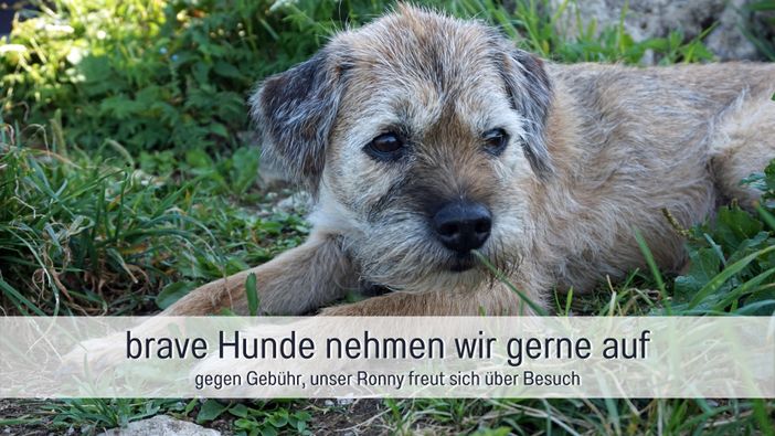 Biohof Burger Brave Hunde