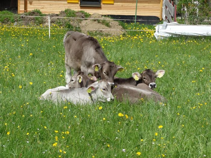 Kälber auf der Sommerweide