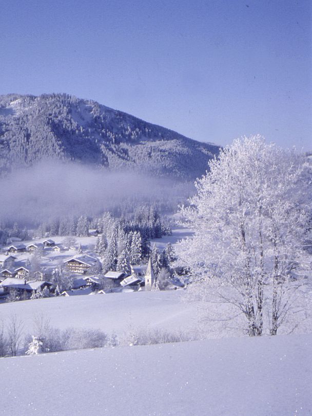 winterliches Jungholz