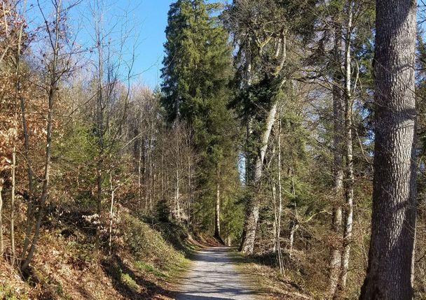 Abwechlsungsreicher Waldweg bei Burgelitz