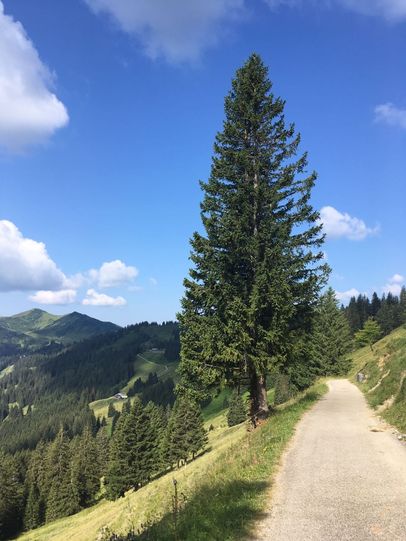 Blick zum Berghaus Schwaben