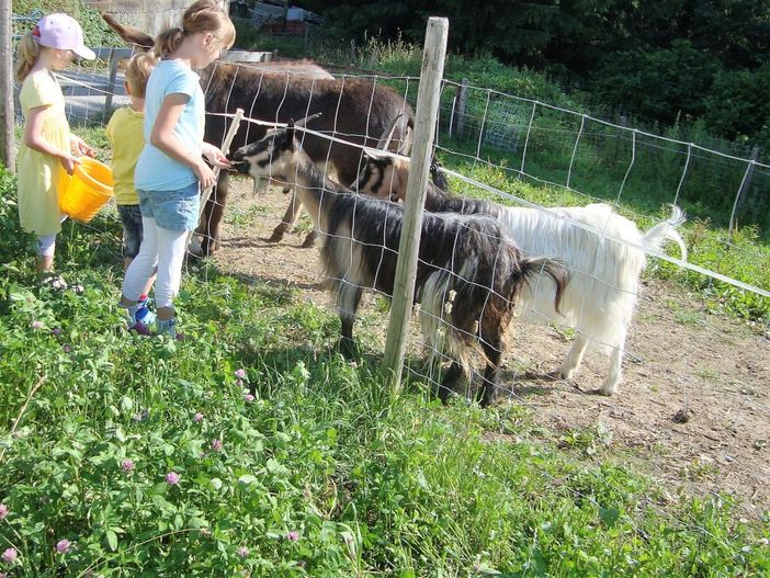 Tiere fütern