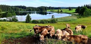 Blick auf den Kögelweiher